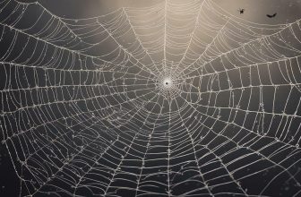 spiritual meaning of spider web in dreams