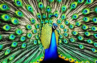 peacock symbolism spiritual