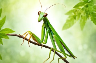 praying mantis spiritual symbolism