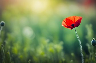 spiritual meaning of the name poppy