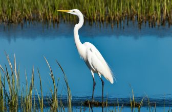 white egret spiritual symbolism