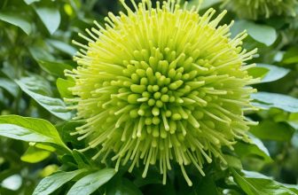 bergamot essential oil spiritual benefits