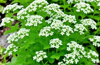 verbena oil spiritual benefits