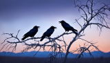 Unveiling the 3 Crows Spiritual Meaning & Insights