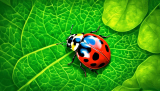 Ladybug Symbolism Spiritual: Mystical Meanings
