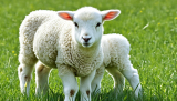 Lamb Spiritual Symbolism Explained Clearly