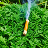 Palo Santo Oil Spiritual Uses Guide & Benefits