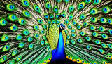 Peacock Symbolism Spiritual: Unveiling Mystique