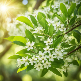 Sandalwood Oil Spiritual Benefits Explored