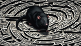 Spiritual Meaning of Black Rat in Dreams