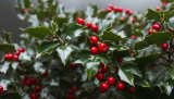 Spiritual Meaning of the Name Holly