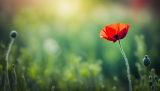 Unveiling the Spiritual Meaning of Poppy